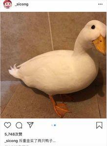 爆料鸭子吃药视频播放,网络热传鸭子吃药视频背后的真相