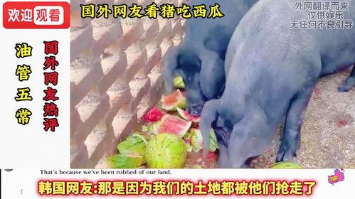 西瓜视频吃瓜猪娱乐,西瓜视频热门搞笑内容盘点